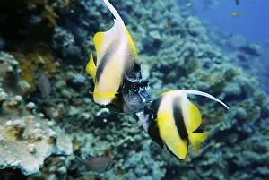 Longfin Bannerfish, Heniochus acuminatus