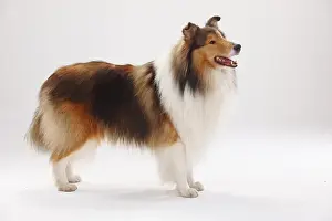 Longhair collie, male, standing