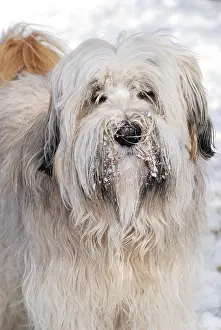Longhaired purebred Tibetan terrier dog