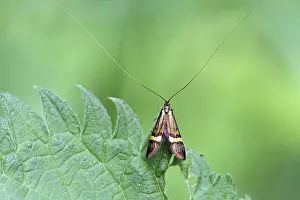 Longhorn moth, male