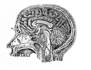 Longitudinal section of a human head