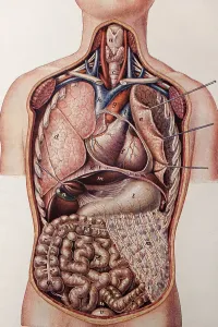 Longitudinal section of a human torso