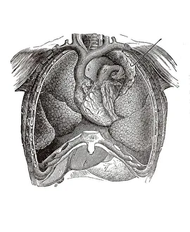 Longitudinal section of a human torso