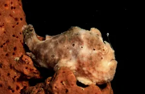 Longlure Frogfish (Antennarius multiocellatus)