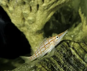 Longnose Hawkfish (oxycirrhites typus)