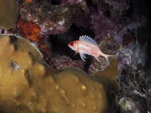 Category Coral Reefs DE Prints: Longspine squirrelfish (Holocentrus rufus) at night