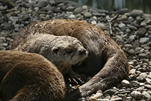 Lontra canadensis