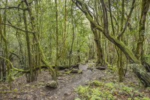 Loober trees in the laurel forest in Garajonay National Park