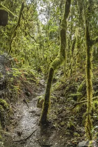 Loober trees in the laurel forest in Garajonay National Park