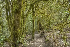 Loober trees in the laurel forest in Garajonay National Park