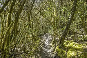 Loober trees in the laurel forest in Garajonay National Park
