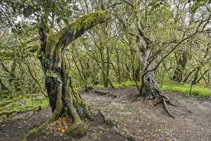 Loober trees in the laurel forest in Garajonay National Park