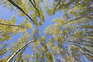 Looking up in birch forest with wide angle lens