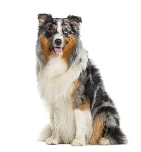 Looking at the camera sitting Blue Merle Australian Shepherd dog Panting