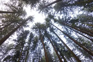 Looking up into the crowns of a spruce forest