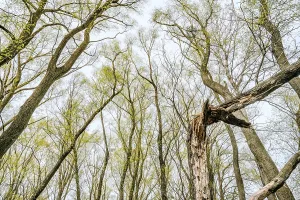 Looking up at the sky through a green willows and poplars trees forest during spring