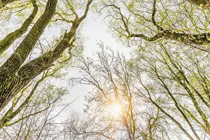 Looking up at the sun through a green willows and poplars trees forest during spring