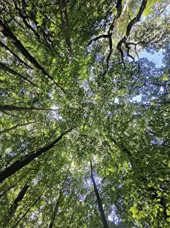 Looking up into the thick forest with green treetops and blue sky