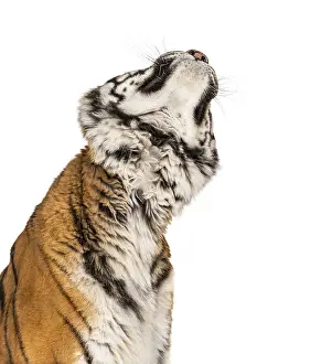 Looking up Tiger's head portrait