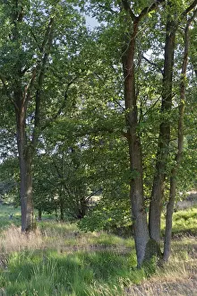 Loose deciduous forest, De Maasduinen National Park
