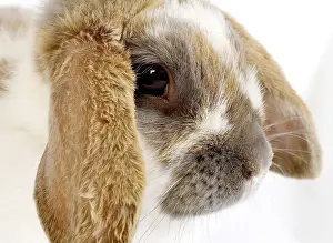 Lop-eared domestic rabbit against a white background