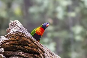 Lori parrot - small, brightly colored in all colors of the rainbow