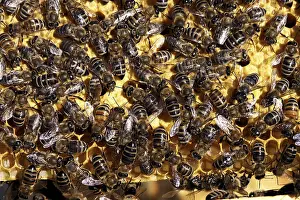 Lot of bees working on making honey