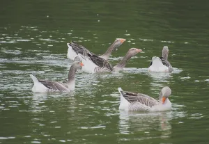 Lot of geese in the pond