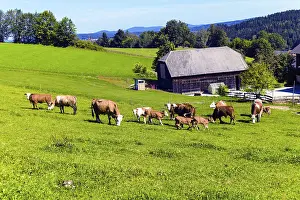 Lots of happy cows with their calves on a farmer's pasture
