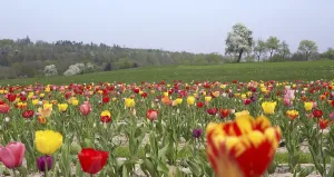 Lots of tulips in Southern Germany