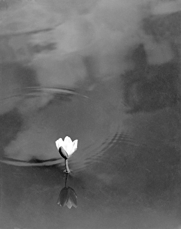 Lotus flower (Nelumbo nucifera) in water, India 1940's