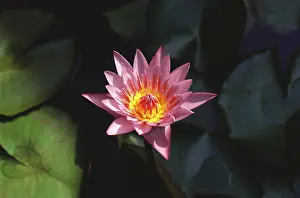 Lotus flower, Ratnagiri, Maharashtra, India