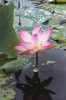 Lotus Indian nelumbo nucifera, India