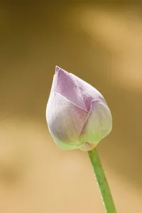 Lotus - Nelumbo nucifera