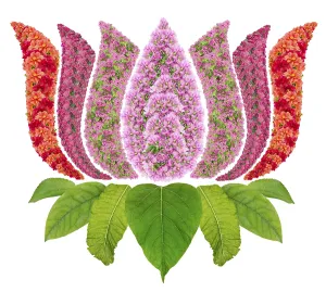 The lotus, Nelumbo nucifera