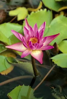 Lotus (nelumbo nucifera), Pink Water Lilly lilies