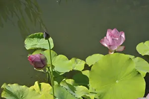 Framed Print : Lotus pink (Hong Xu Yu) in France