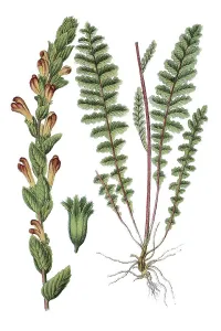 Lousewort (Pedicularis sceptrum)