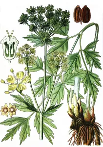 Lovage (Levisticum officinale)