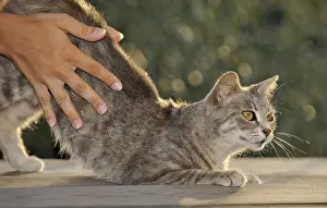 Love of animals, hands stroking tabby cat