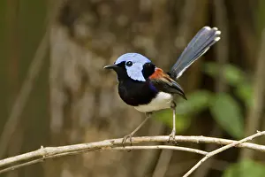 Lovely Fairywren (Malurus amabilis) male