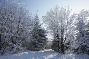 A lovely sunny Christmas Day. Snow-covered glade in winter forest