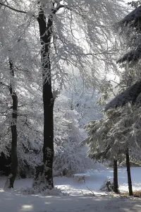 A lovely sunny Christmas Day. Snow-covered glade in winter forest