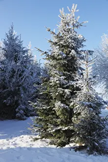 A lovely sunny Christmas Day. Snow-covered glade in winter forest