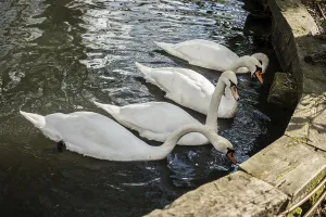 Lovely white swan live in the natural environment
