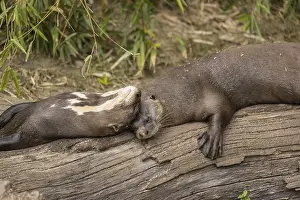 Loving couple. Two giant otter or giant river otter (Pteronura brasiliensis) male and female