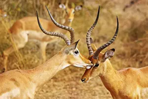 Loving male Impalas (Aepyceros melampus)