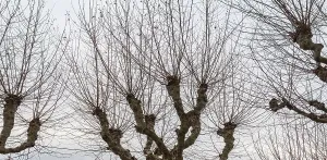 Low angle shot showing some cutted Platanus treetops at winter time