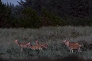 The low evening sun makes the eyes of the red deer (Cervus elaphus) and calves reflect a yellowish colour