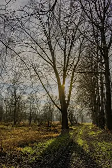 The low sun behind a bare tree in the winter forest
